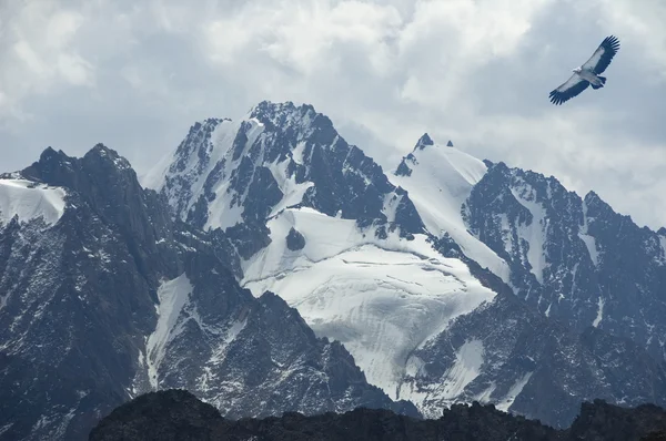 dağ kartalı yüksek üstleri üzerinde yükselir.