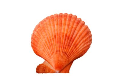 parlak renkli bir deniz cockleshell