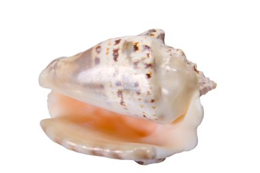 sedef ile Cockleshell