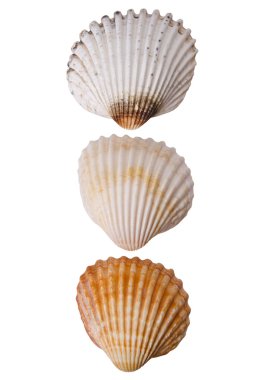 Üç deniz kabuğu.