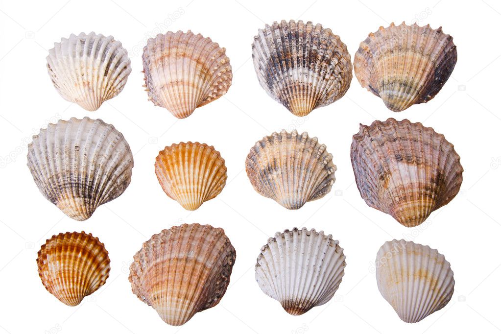 Collection of sea cockleshells
