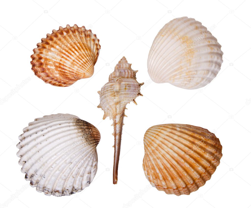 Composition five sea shells