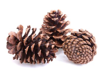 Three fir cones on a white