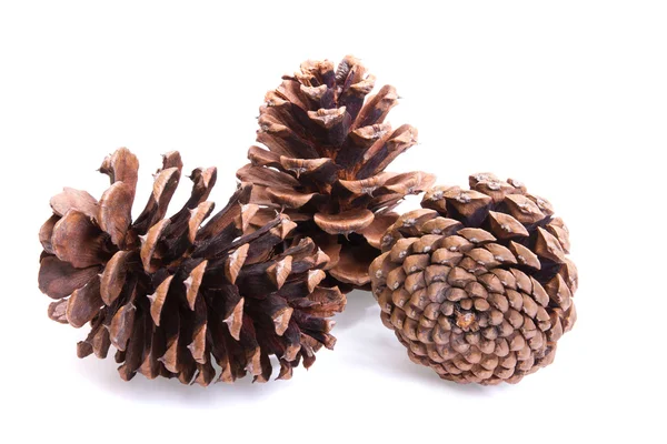 Three fir cones on a white — Stok fotoğraf