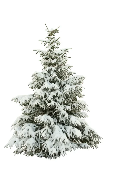 Schneebedeckter Tannenbaum auf einem weißen — Stockfoto