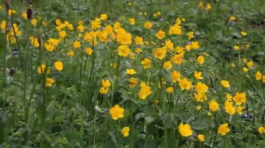 bir rüzgar çiçekleri