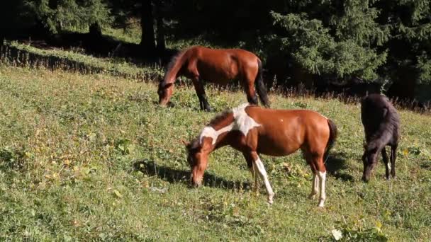 Tres caballos son rozados — Vídeo de stock