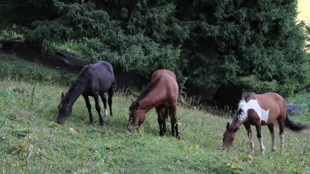 Tres caballos son rozados — Vídeo de stock