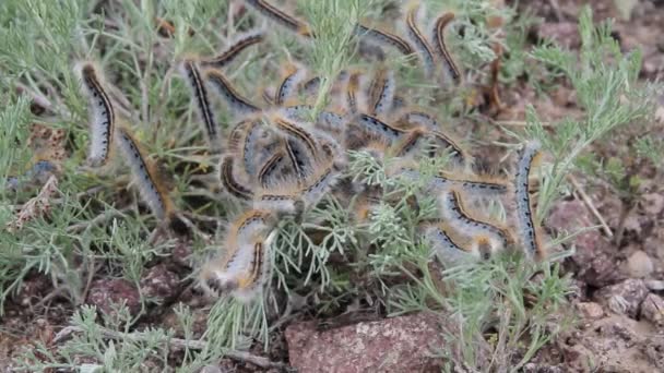 Colony of caterpillars — Stock Video