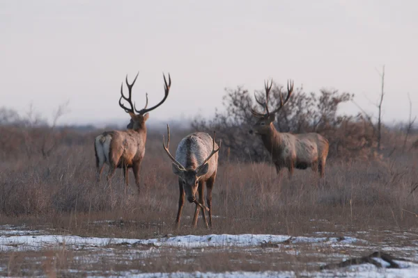 Tugai deer — Stock Photo, Image