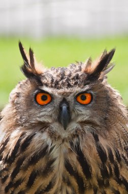 Avrupa kartal baykuş