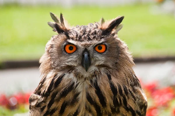 Avrupa kartal baykuş