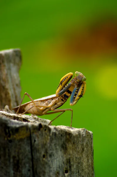 View Grasshoppers Boxing — Stock Photo, Image