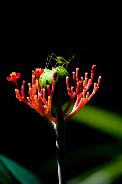 Кузнечик на цветке — стоковое фото