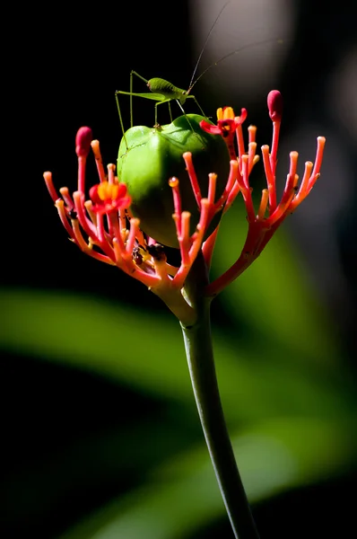 Grasshopper On Flower — Stock Photo, Image