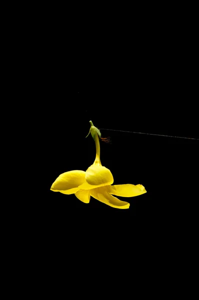 Желтые цветы на паутине — стоковое фото