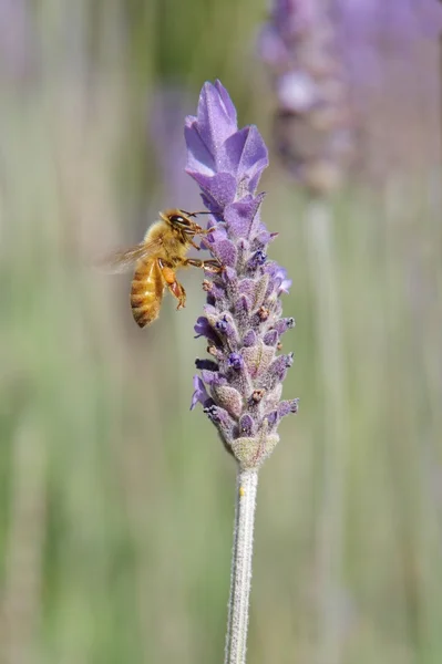 Honungsbi på lavendel — Stockfoto