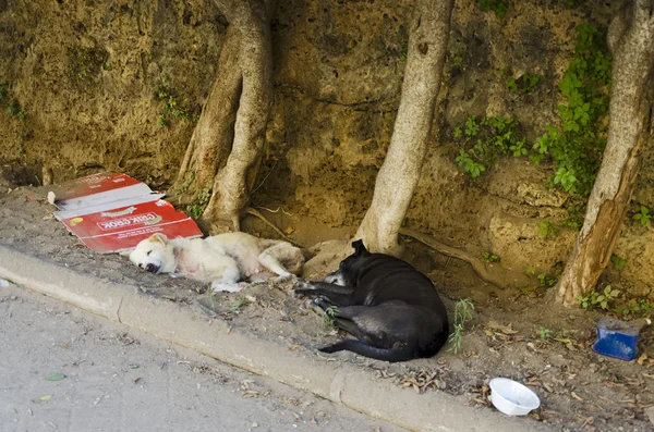 terk edilmiş köpekler