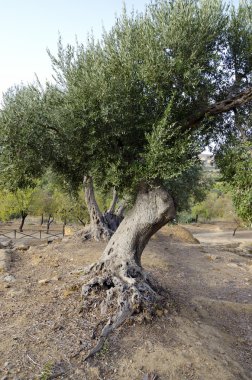 Olive grove