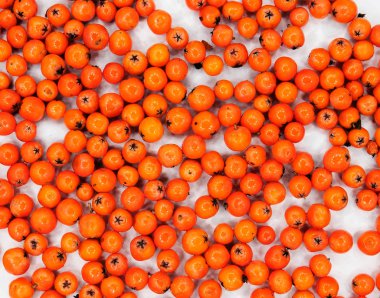 Üvez meyveleri izole arka planda