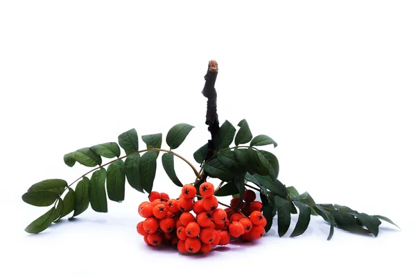 Bunch of rowan on an isolated background — Stock Photo, Image