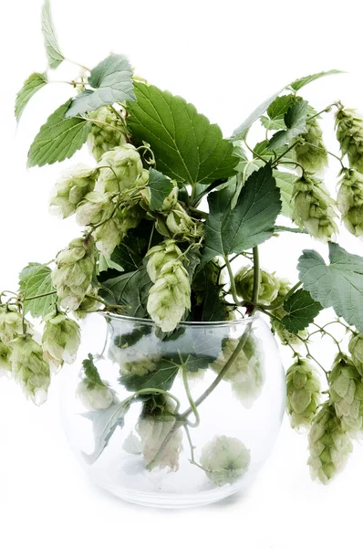 Humulus on an isolated background — Stock Photo, Image