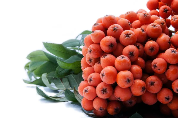 Bunch of rowan on an isolated background — Stock Photo, Image