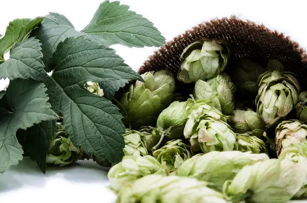 Humulus on an isolated background — Stock Photo, Image