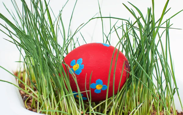 Easter colored eggs on a white background — Stock Photo, Image