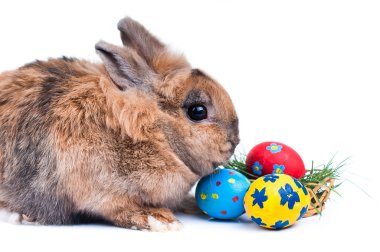 Beyaz arkaplanda tavşan