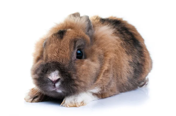 Rabbit on a white background — Stock Photo, Image