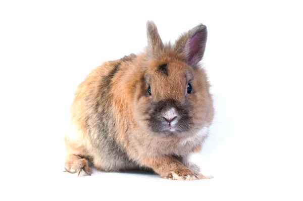 Konijn op een witte achtergrond — Stockfoto