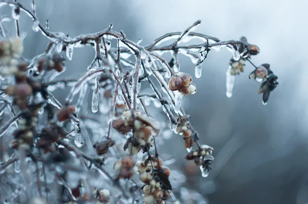 Árboles de hielo — Foto de Stock