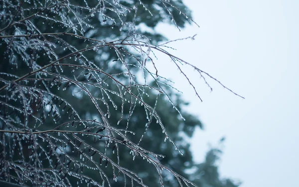 冰的树木 — 图库照片