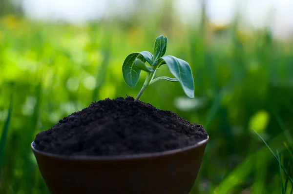 Little sprout on a background of green grass — Stock Photo, Image