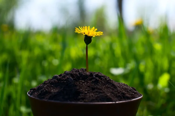 Weinig sprout op een achtergrond van groen gras — Stockfoto