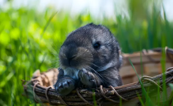 Junges Kaninchen sitzt in einem Korb — Stockfoto