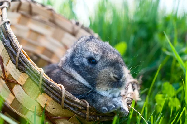 Young rabbit sits in a basket — Stock Photo, Image