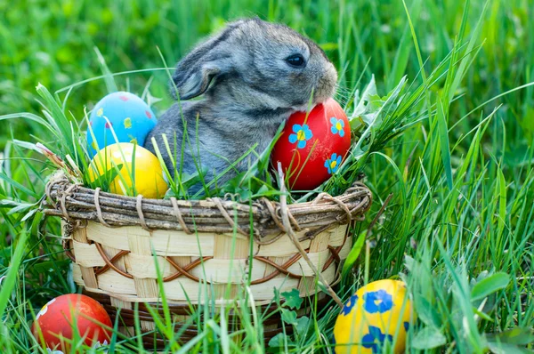Malé Velikonoční zajíček sedí v trávě — Stock fotografie