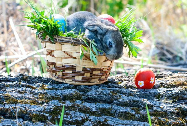 Lilla påskharen sitter i gräset — Stockfoto