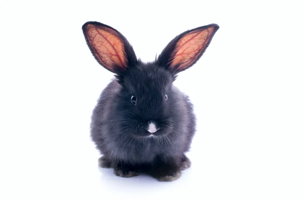 Small racy dwarf black bunny isolated on white background — Stock Photo, Image