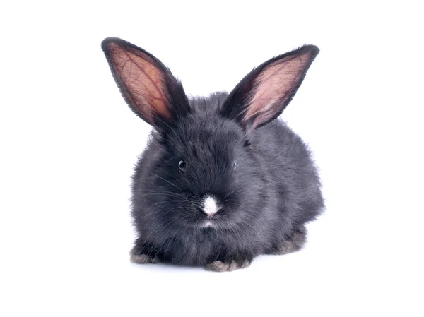 Close-up van schattig zwart konijn eten groene salade — Stockfoto