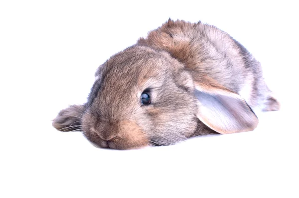 Beyaz arka planda izole edilmiş sevimli bir tavşan. — Stok fotoğraf