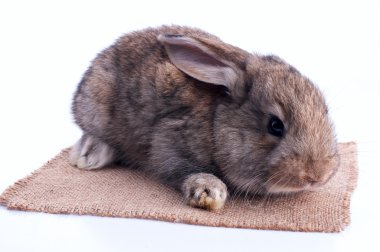 Paskalya tavşanı sikkeler, beyaz bir arka plan üzerinde izole dolu bir çanta