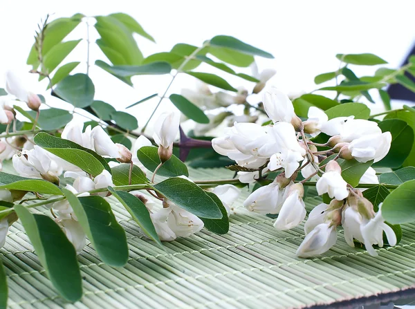 Acacia flowers with leafs on white