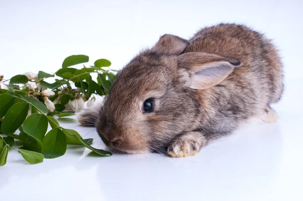 Illustrtion of a bunny sitting on a stump with green leaves on a white background — Stock Photo, Image