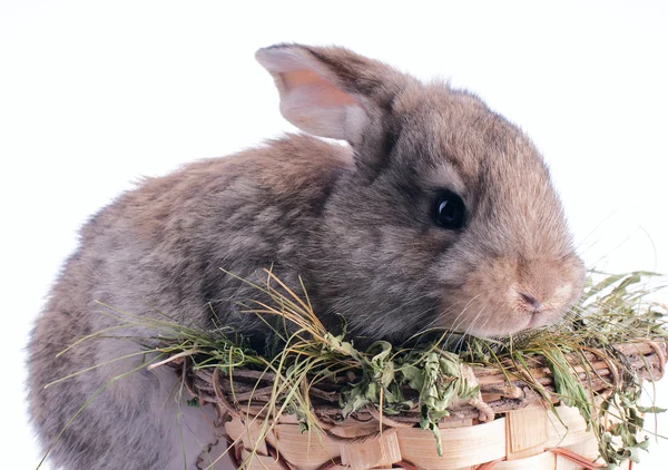 Izole bir sepet içinde beyaz ve gri bebek tavşan — Stok fotoğraf