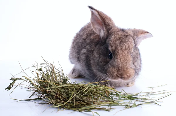 Graues Kaninchen frisst Heu über weißem — Stockfoto