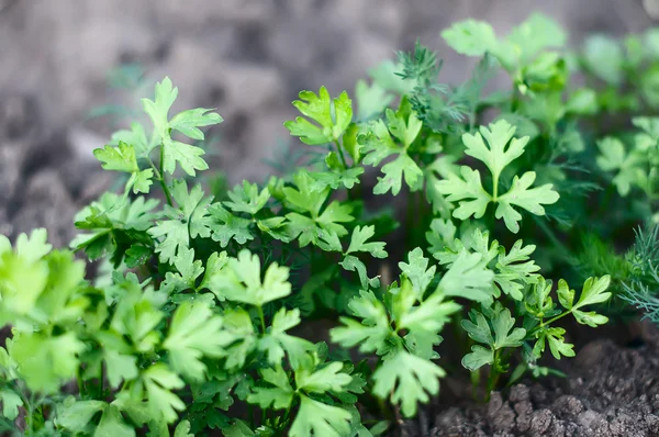 Les rangées de jeunes plantes poussant dans la serre — Photo