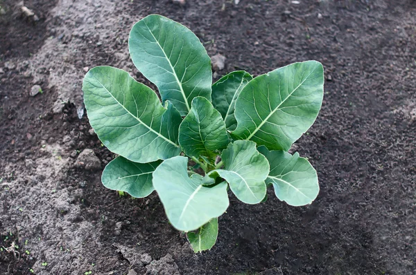 Repollo que crece en el jardín — Foto de Stock